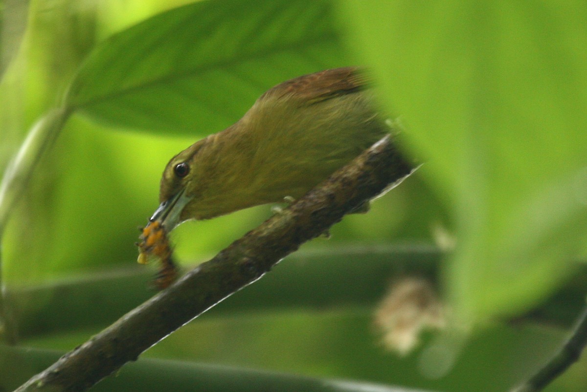 Choca-café-ocidental (Thamnistes anabatinus)