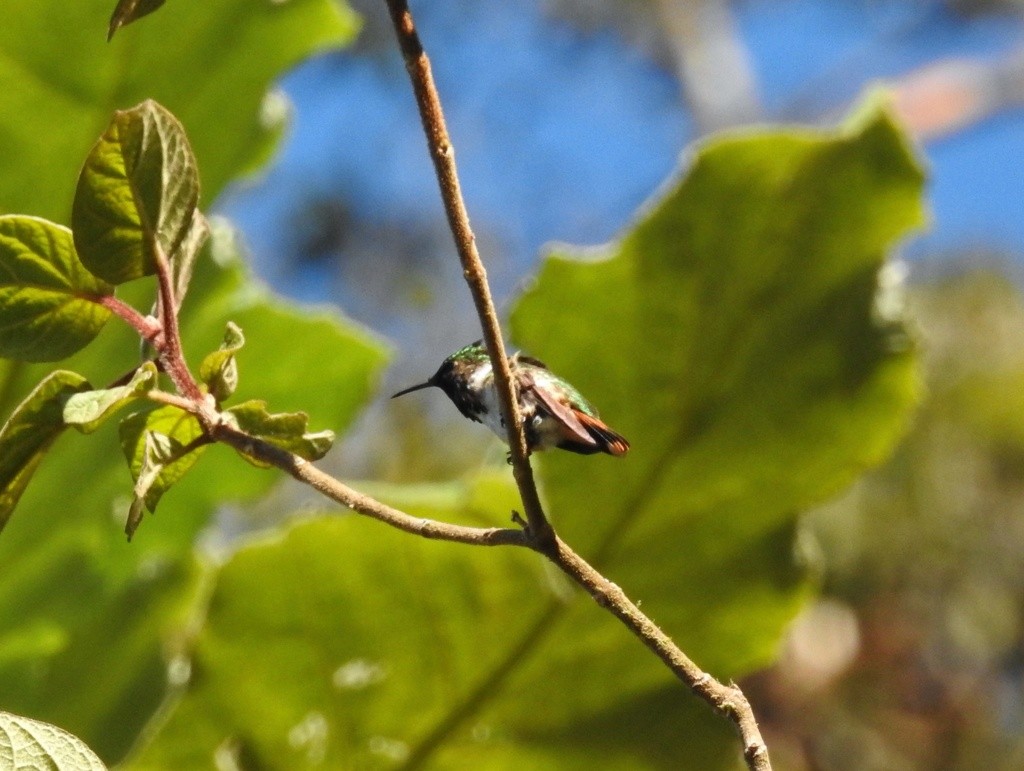 Colibrì golavinata (Selasphorus ellioti)