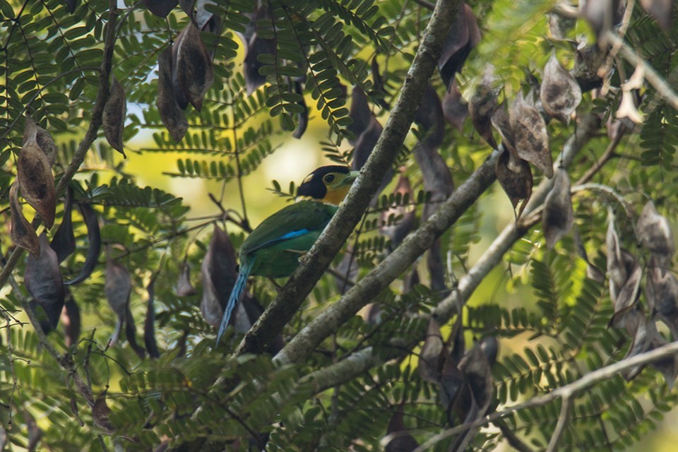 Long-tailed Broadbill