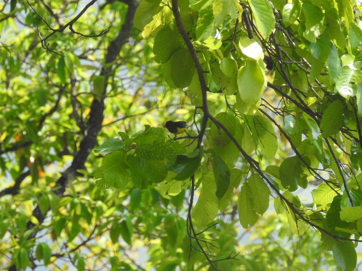 Carbonero sultán (Melanochlora sultanea)