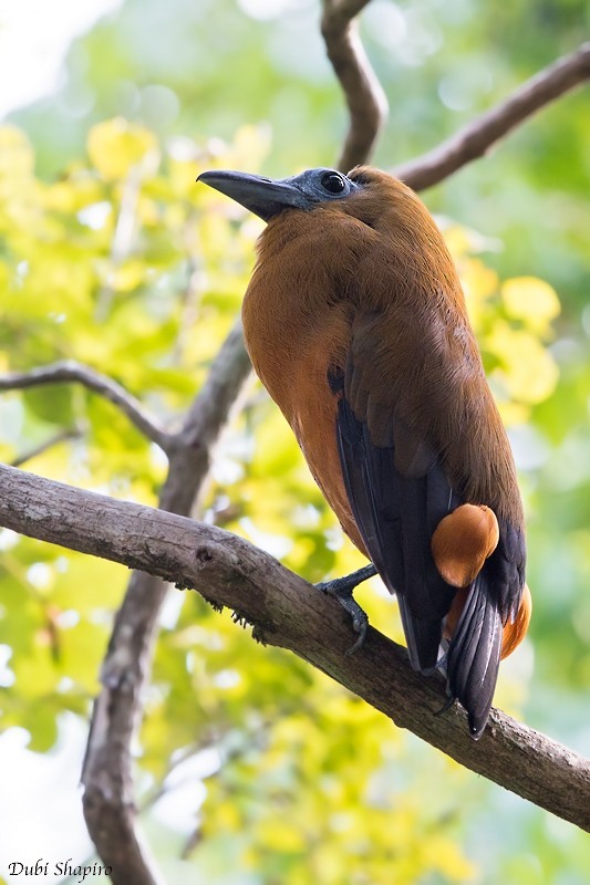 Capuchinbird (Perissocephalus)