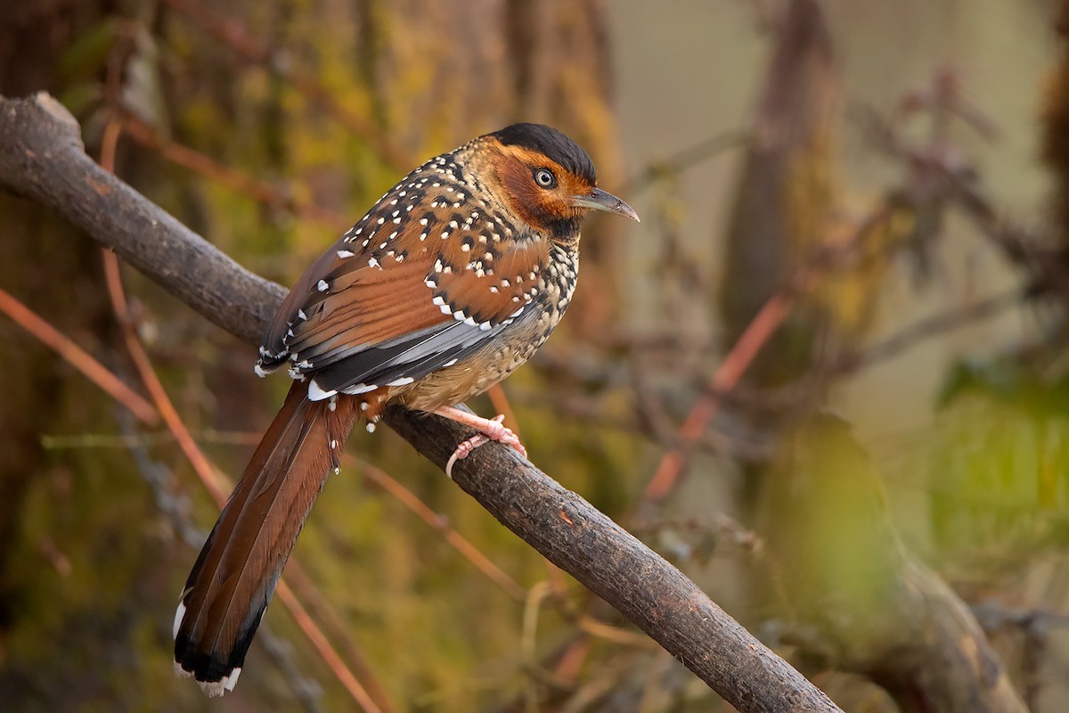 Spotted Laughingthrush