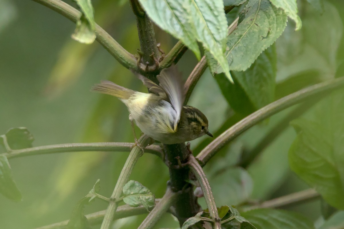 Lemon-rumped Warbler (Phylloscopus chloronotus) - Picture Bird