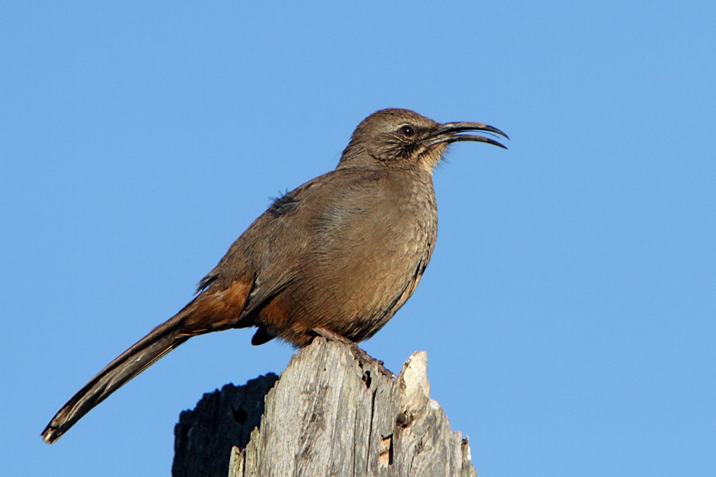 Californische Spotlijster (Toxostoma redivivum)