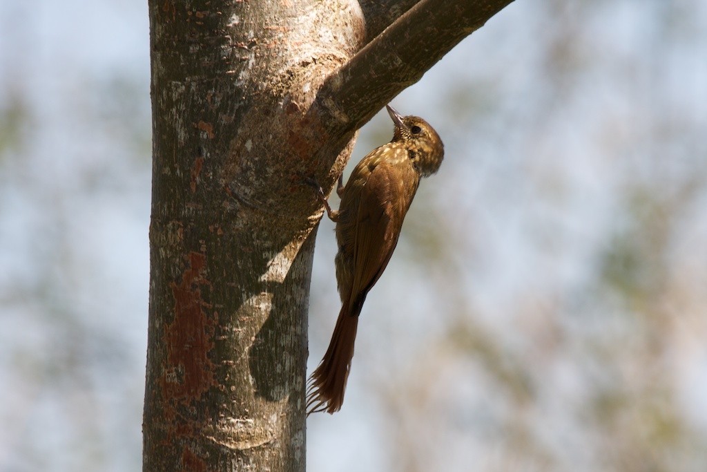 チビオニキバシリ (Glyphorynchus spirurus)