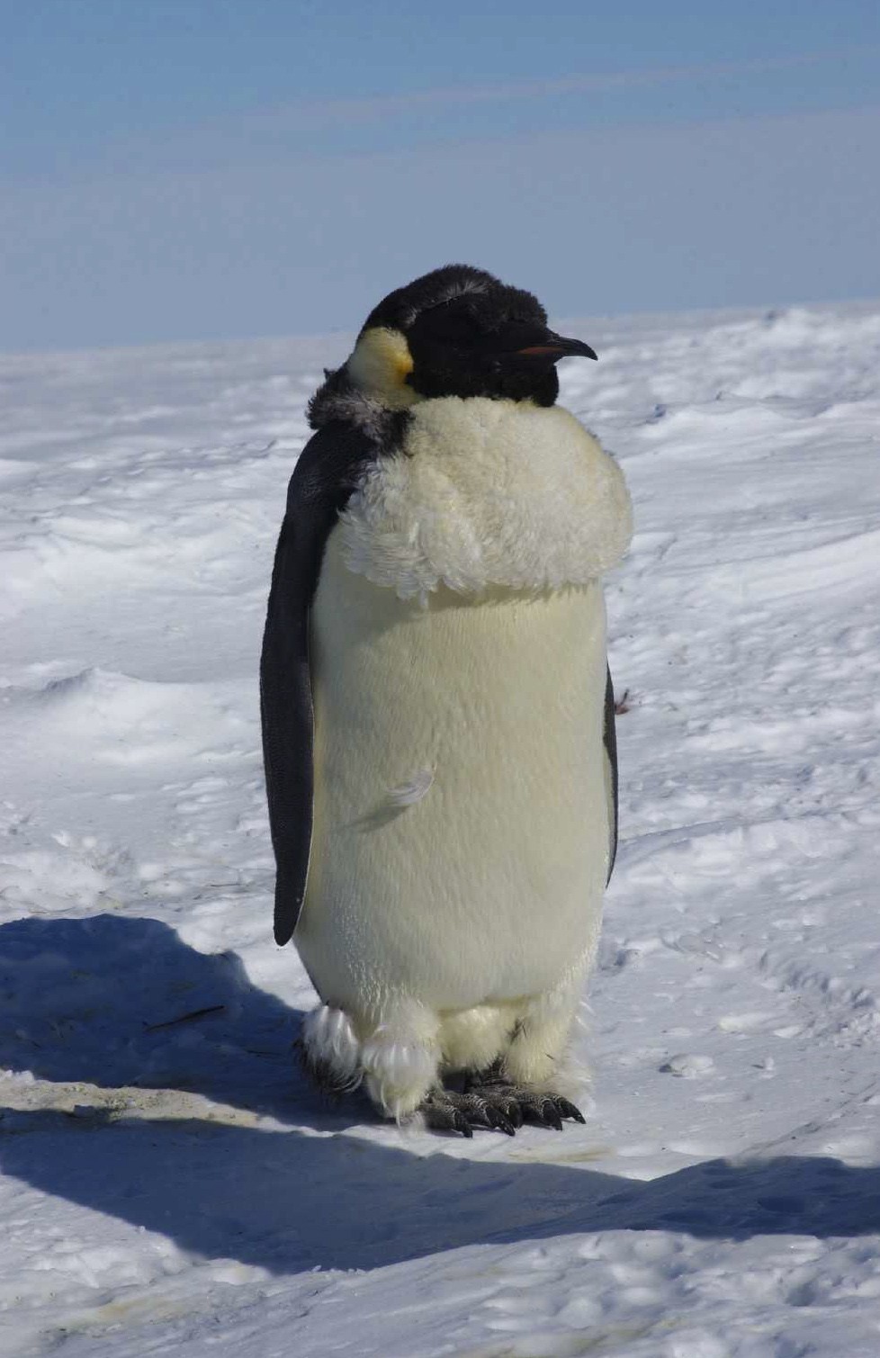 Pingüino emperador (Aptenodytes forsteri)