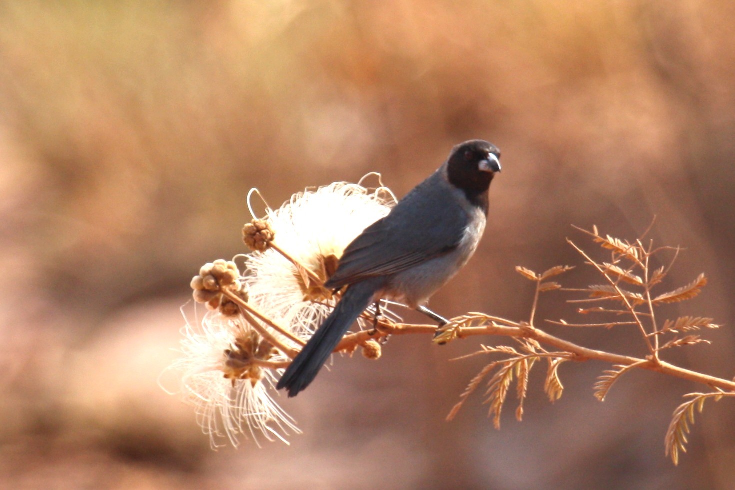 カオグロフウキンチョウ (Schistochlamys melanopis)