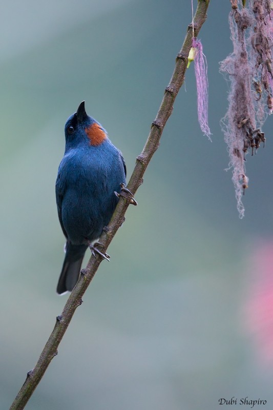 Semillero azulillo (Euneornis campestris)