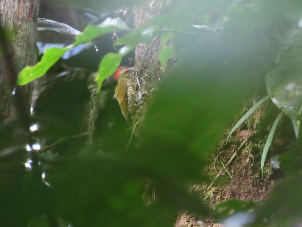 Stripe-cheeked Woodpecker (Piculus callopterus)