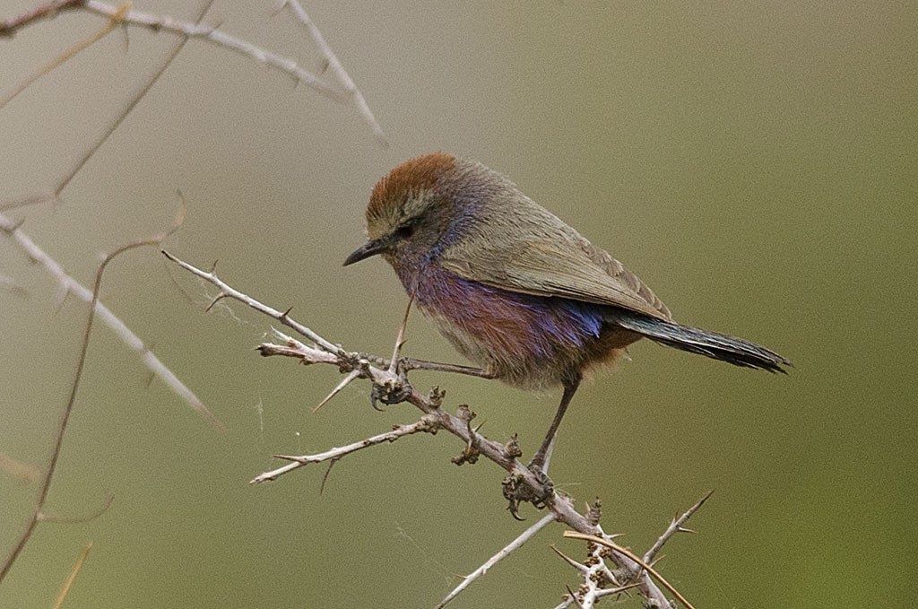 Tit-warblers (Leptopoecile)