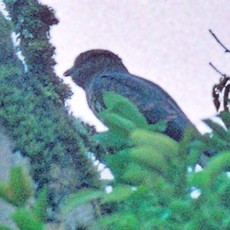 Cuckoo-roller (Leptosomus)