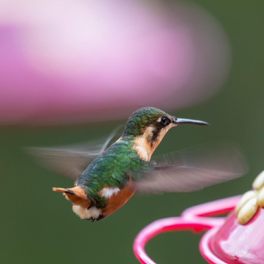 Colibrí de Heliodoro (Chaetocercus heliodor)