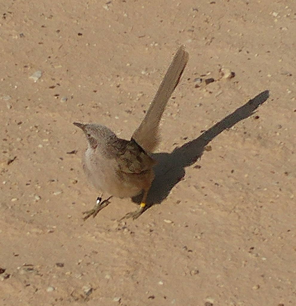 Arabian Babbler (Argya squamiceps)