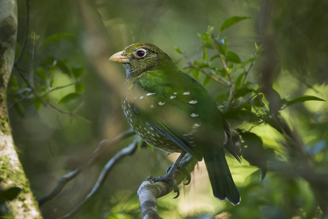 Groene Katvogel (Ailuroedus crassirostris)