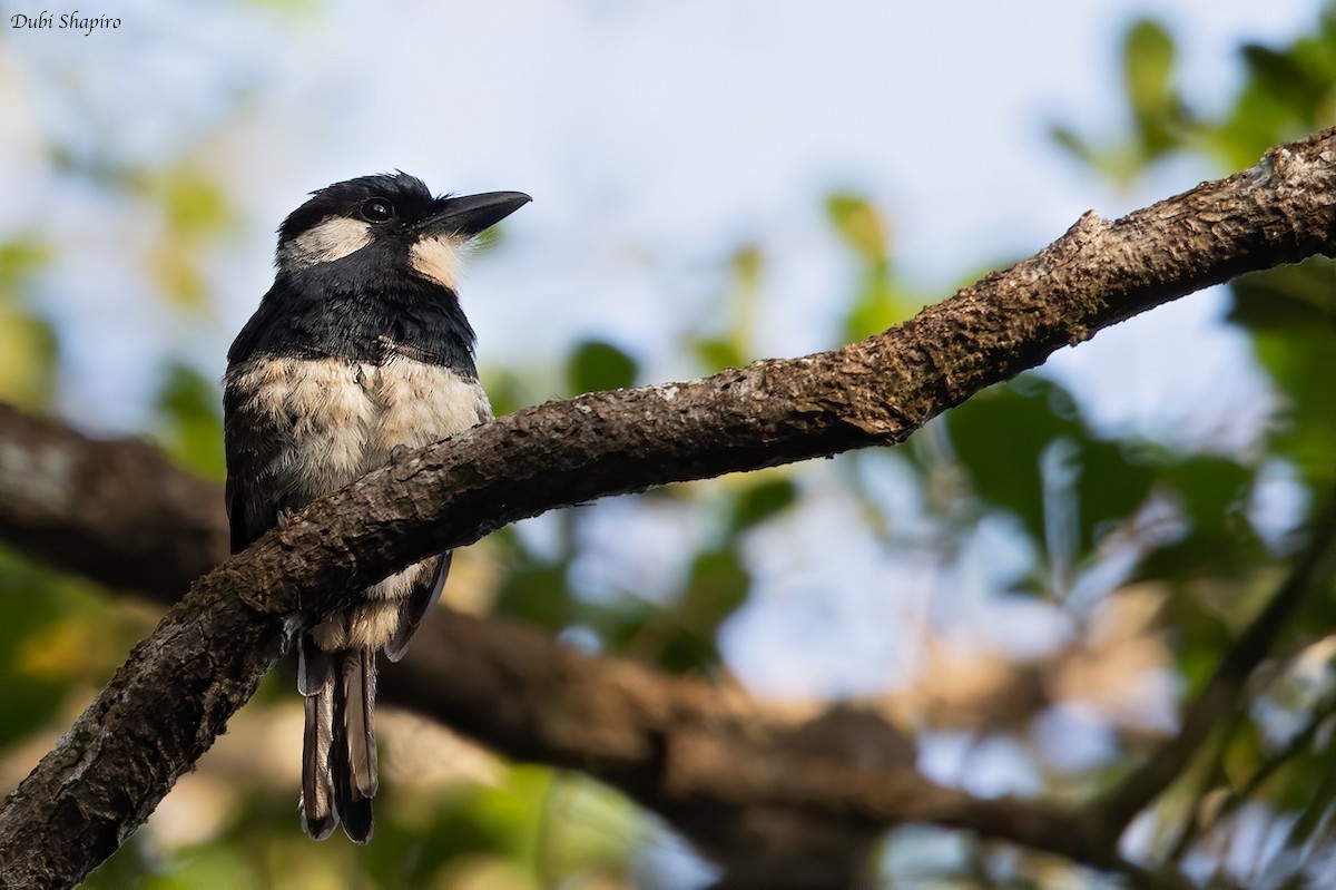 Black-and-white puffbirds (Notharchus)