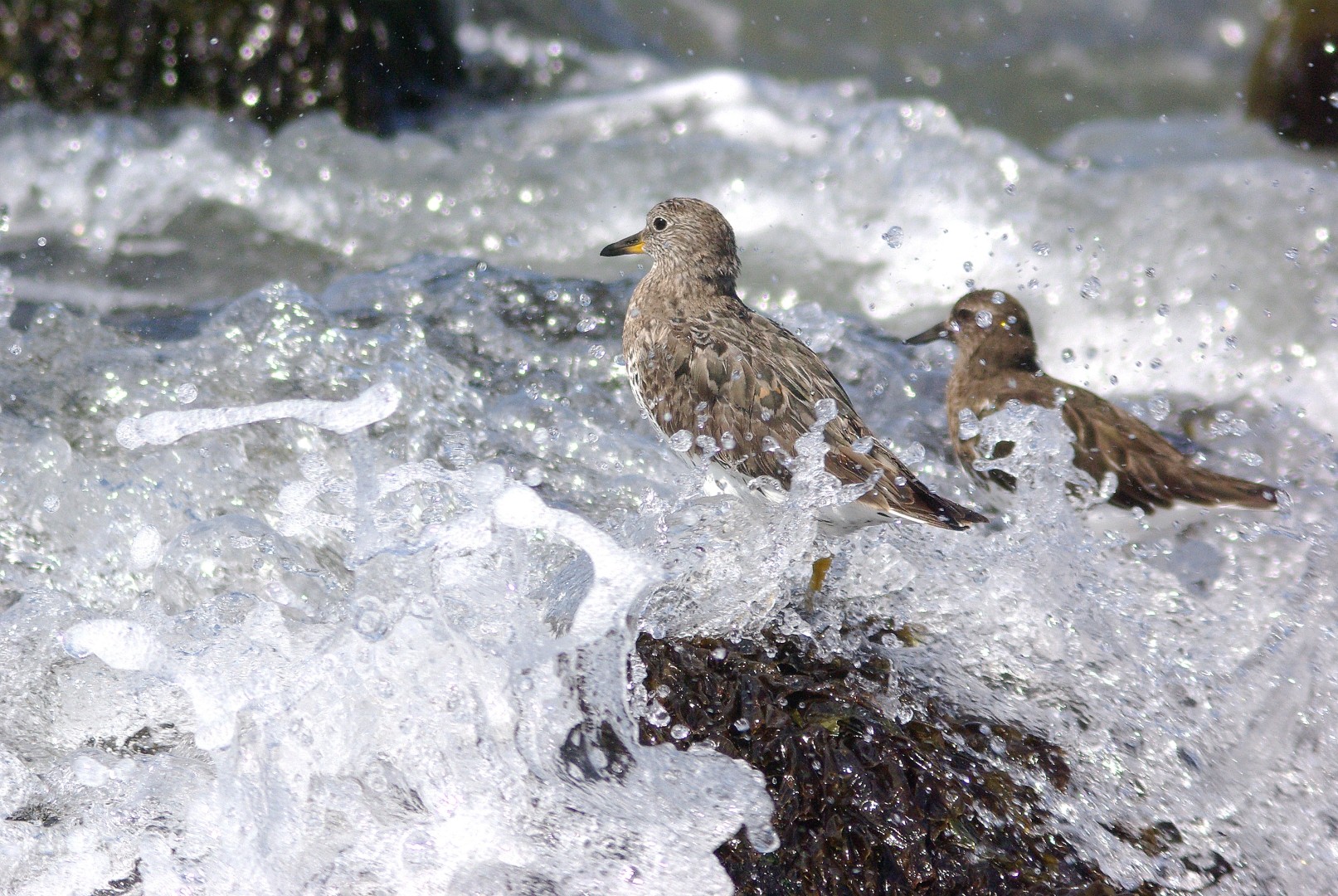 Pilrito-da-rebentação (Calidris virgata)