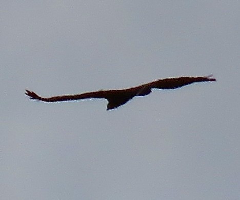 Hawks (Accipitridae)