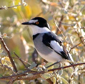 Averla codabianca (Lanioturdus torquatus)