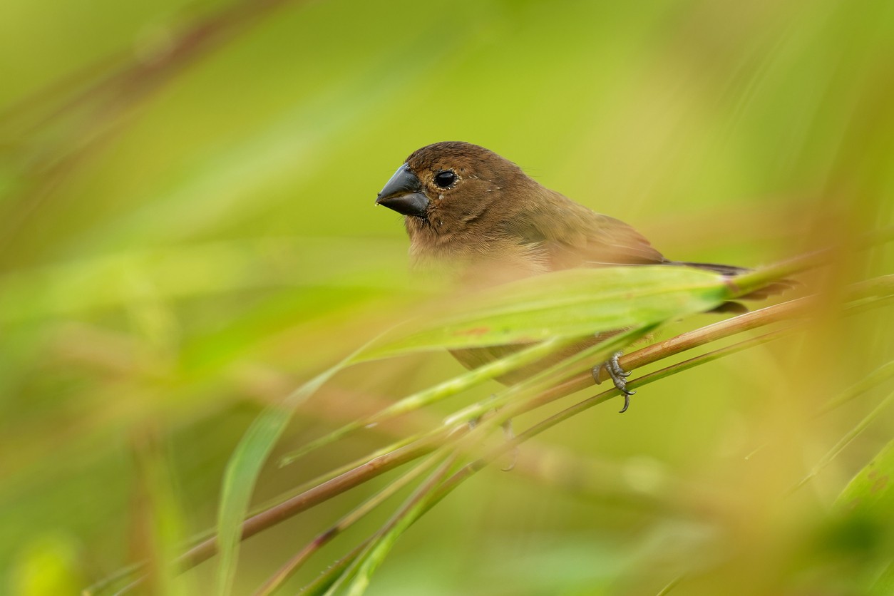 Semillero nicaragüense (Sporophila nuttingi)