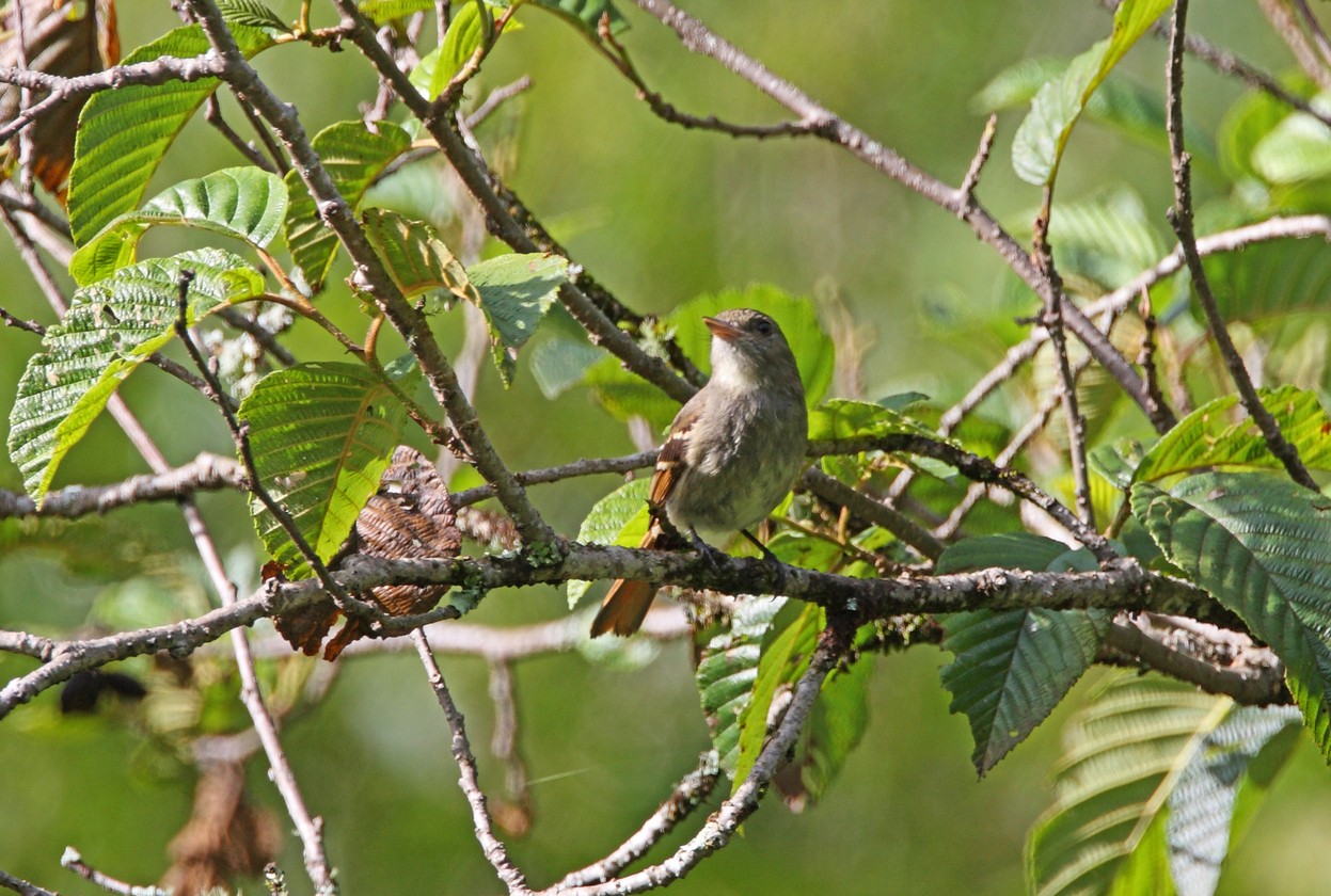 Euler'S and Gray-breasted Flycatchers (Lathrotriccus)