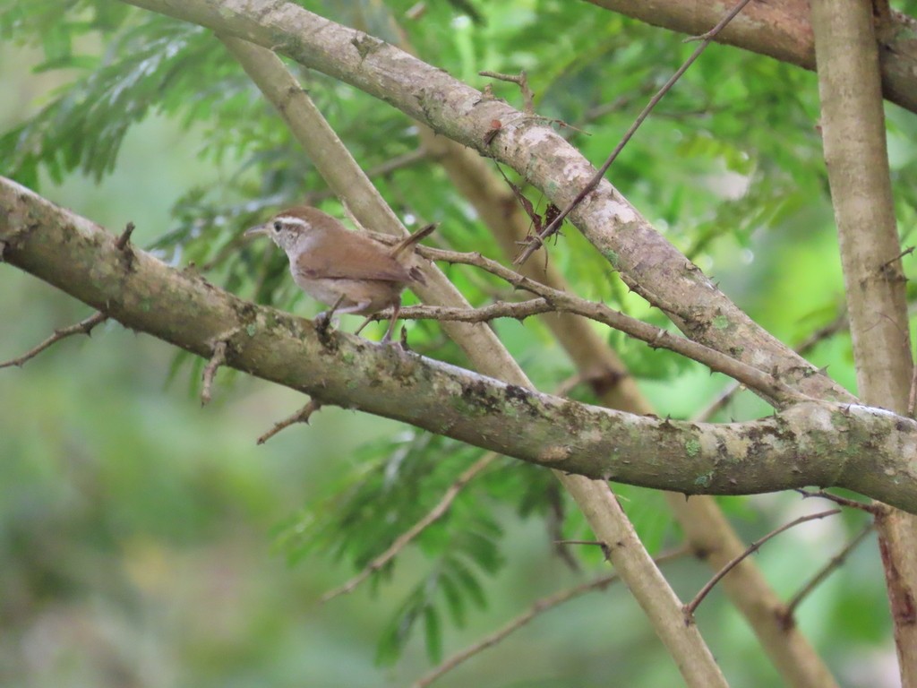 White-bellied Wren (Uropsila leucogastra)