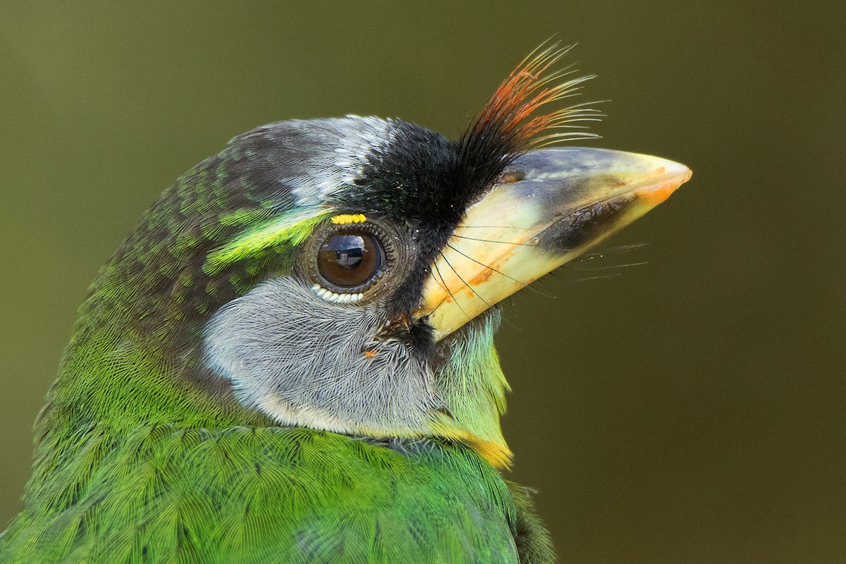 Typical asian barbets (Psilopogon)