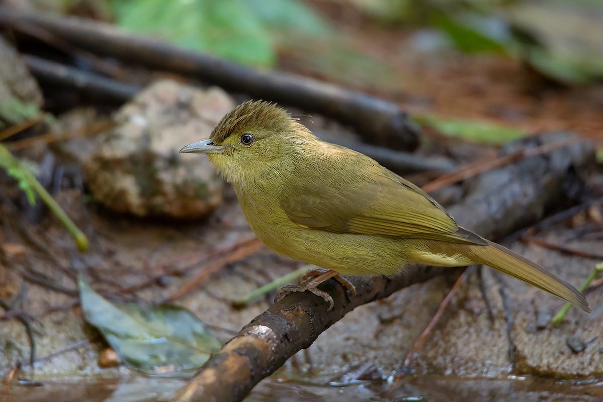 Iole viridescens (Iole viridescens)