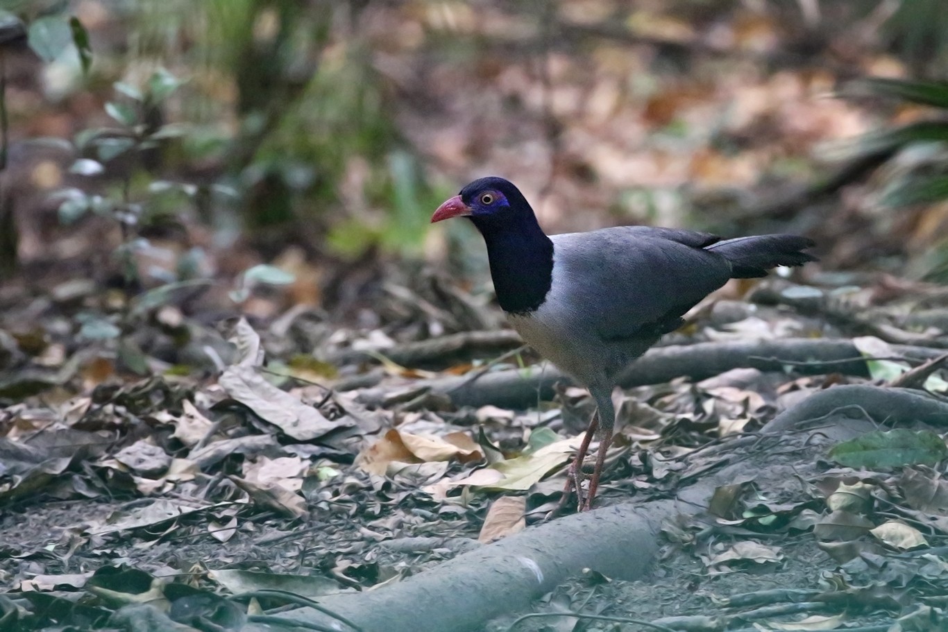 Coral-billed Ground Cuckoo (Carpococcyx renauldi)