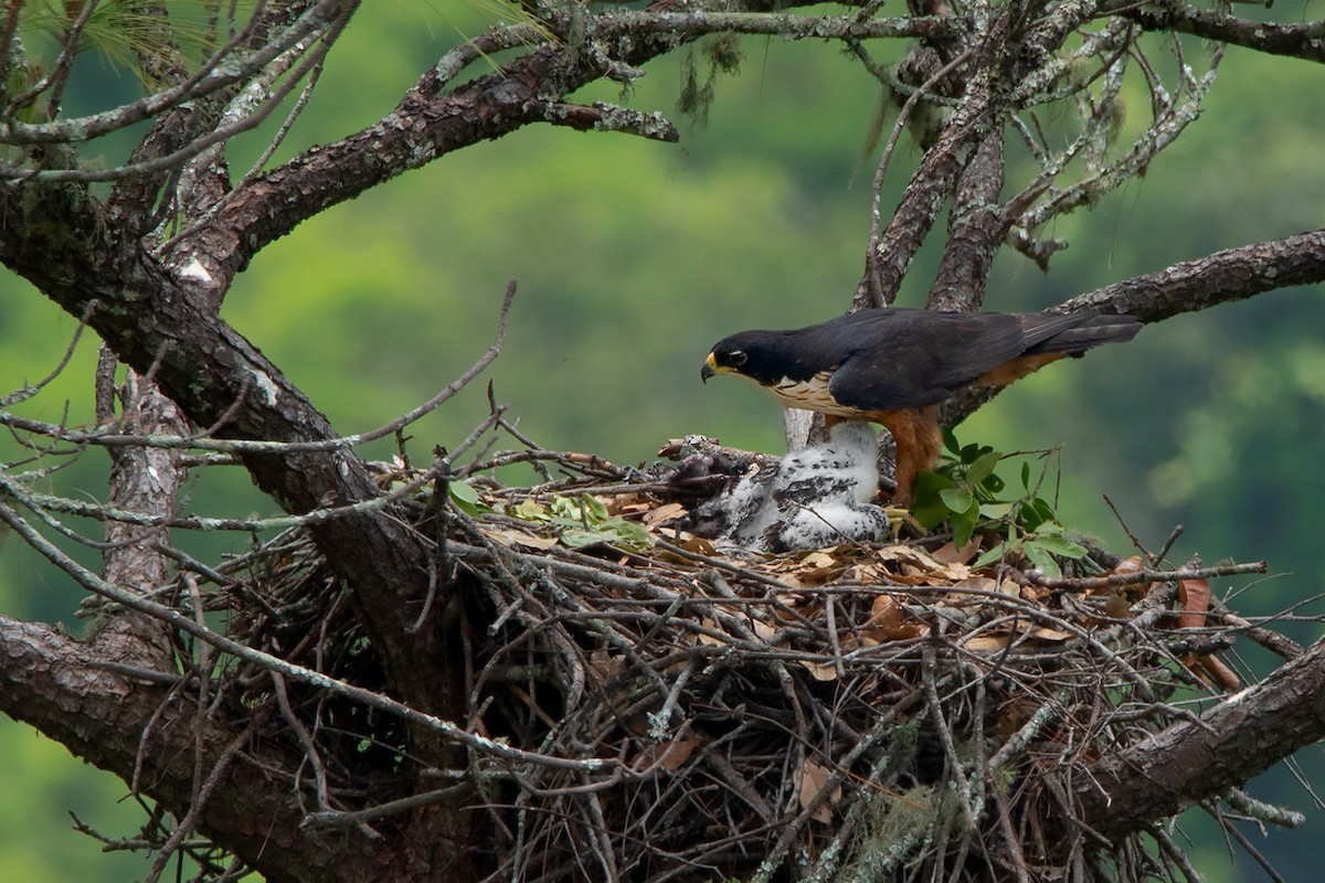 Rufous-bellied Eagle (Lophotriorchis)