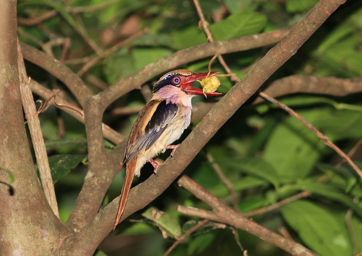 Sulawesi Lilac Kingfisher (Cittura cyanotis)