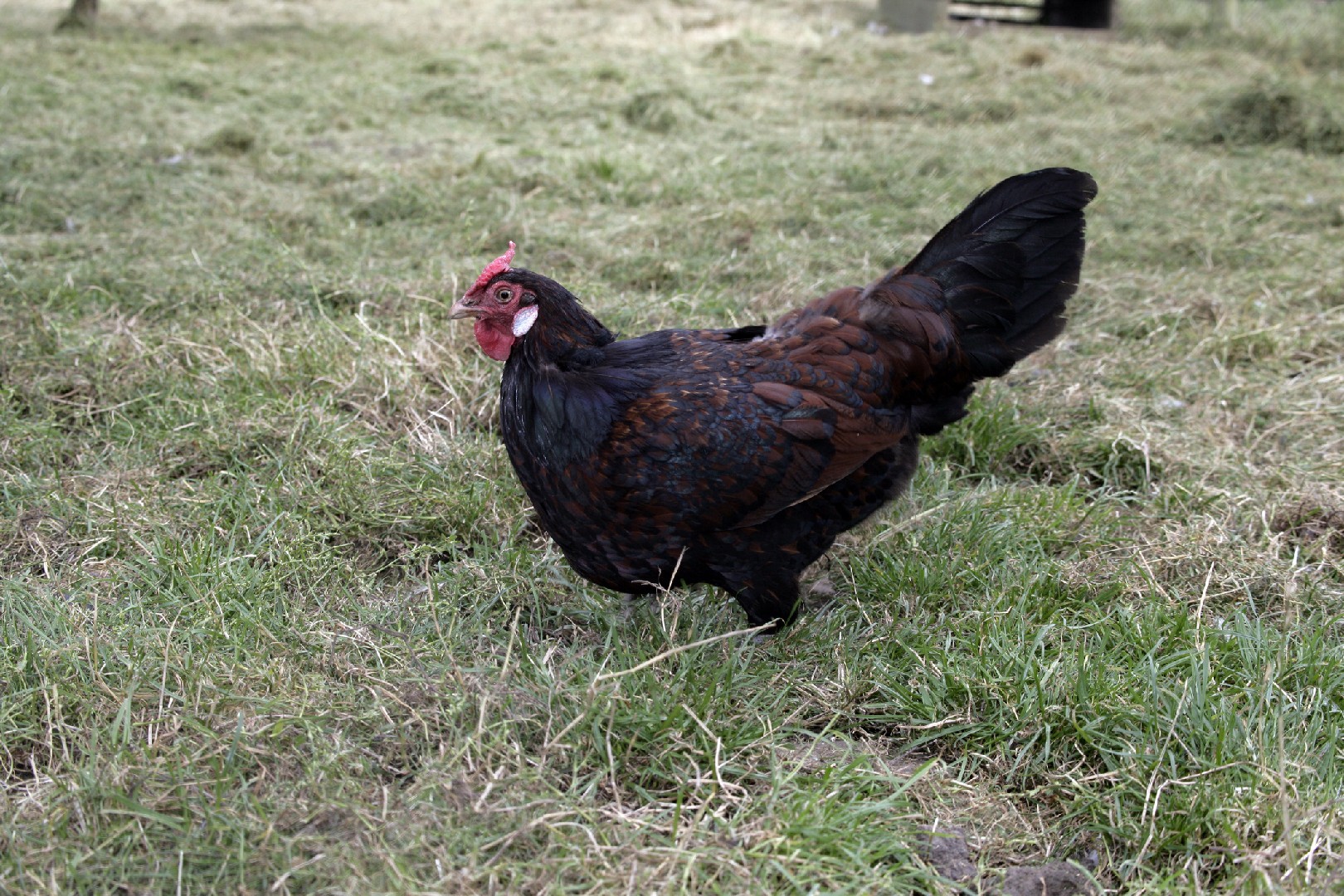 Gallus gallus domesticus 'Old English Pheasant Fowl' (Gallus gallus domesticus 'Old English Pheasant Fowl')