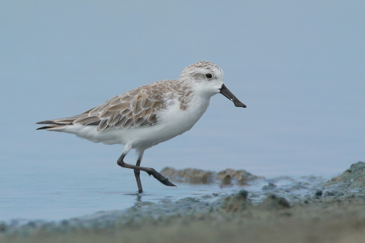 دريجة ملعقية المنقار (Calidris pygmaea)