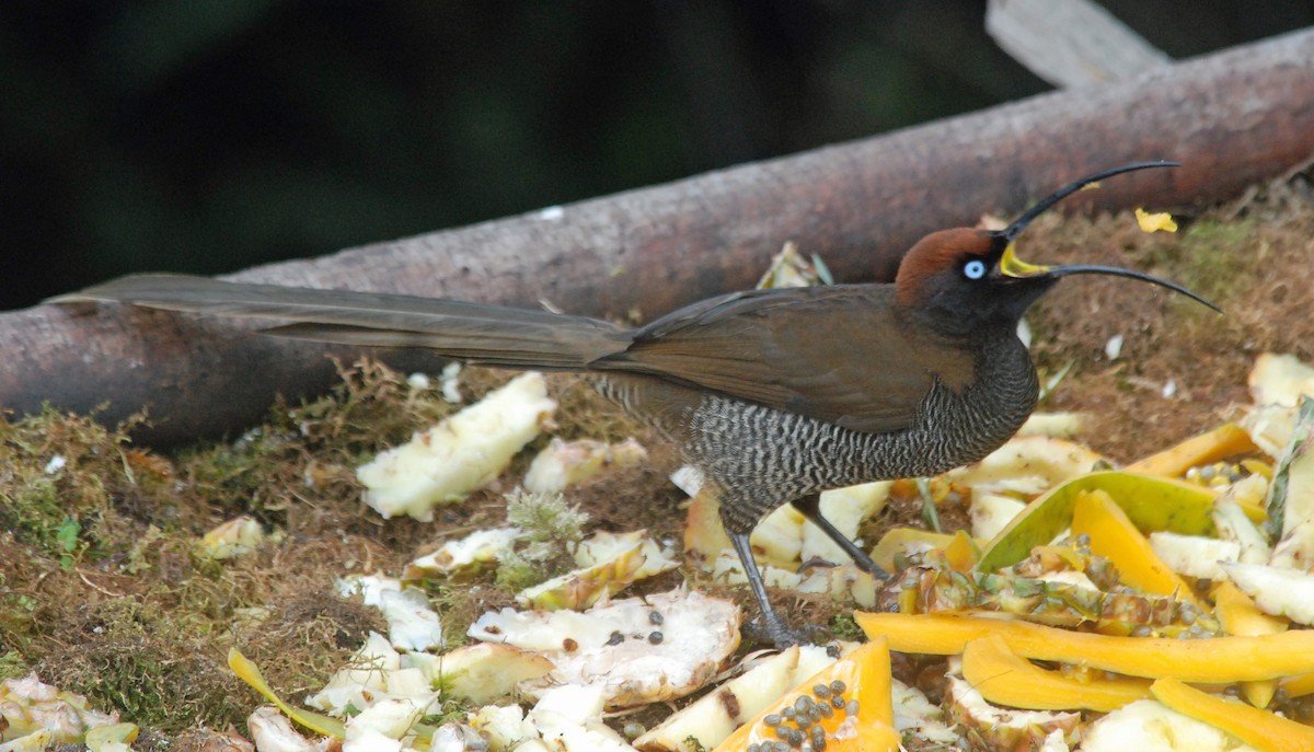 Bruine Sikkelsnavel (Epimachus meyeri)