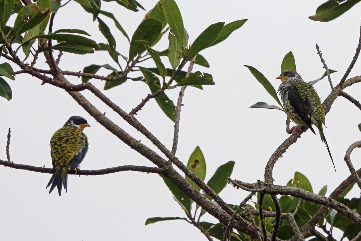 Swallow-tailed Cotinga (Phibalura)