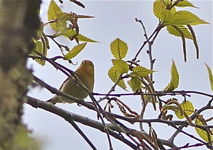 Pájaro moscón carirrojo (Cephalopyrus flammiceps)