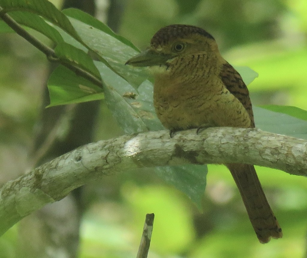 Puffbird (Nystalus)