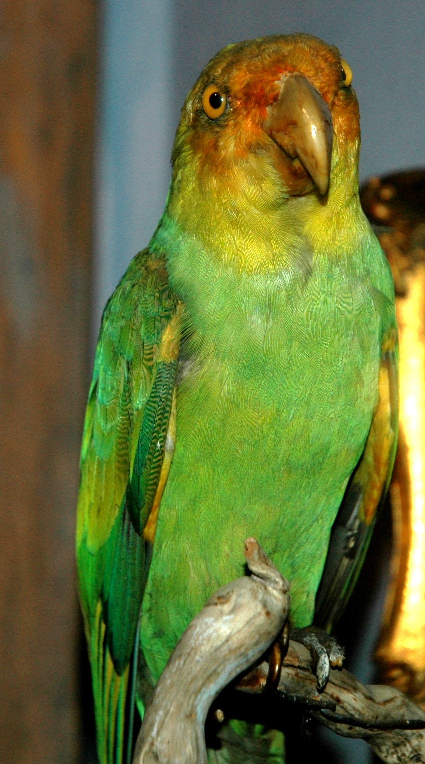 Carolina Parakeet (Conuropsis carolinensis)