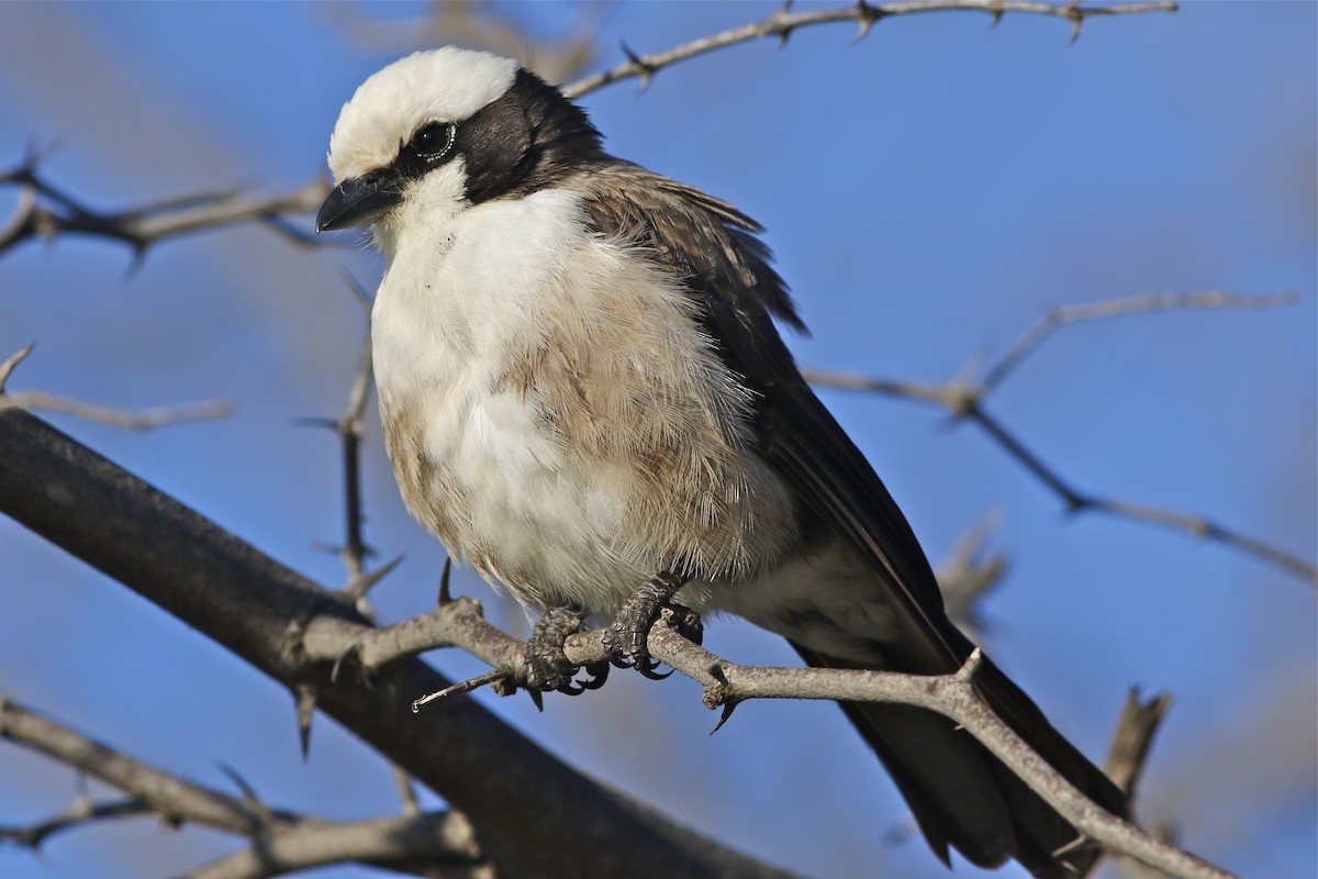 Белошапочный сорокопут Рюппеля (Eurocephalus ruppelli)