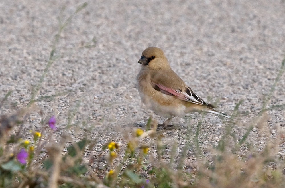 Desert Finch (Rhodospiza)