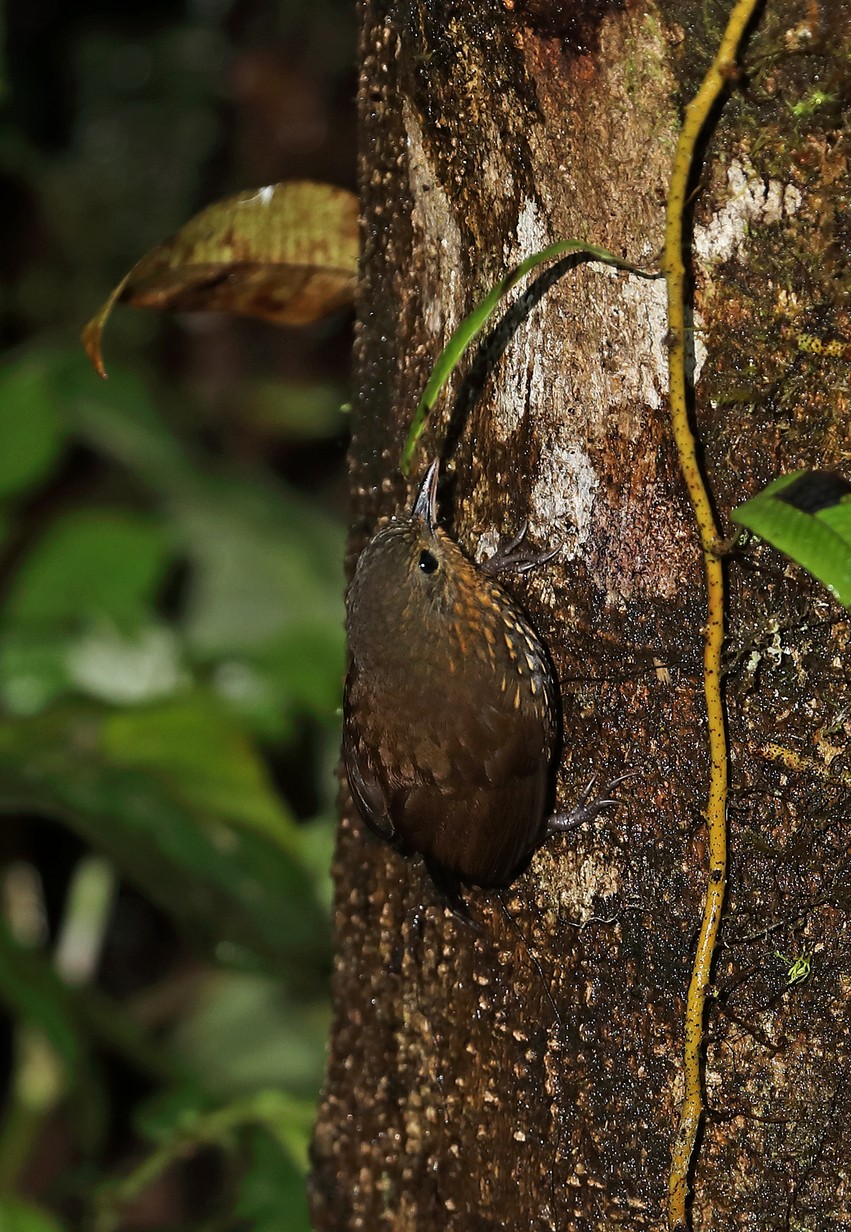 Vlekborstboomloper (Premnoplex brunnescens)