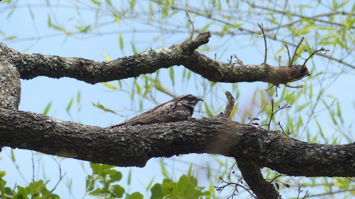 Engoulevent de jungle (Caprimulgus indicus)