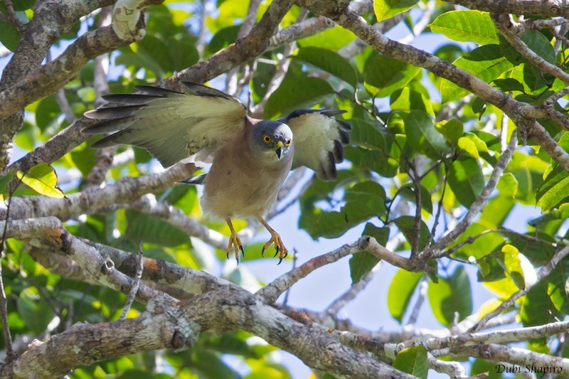 Fiji Goshawk