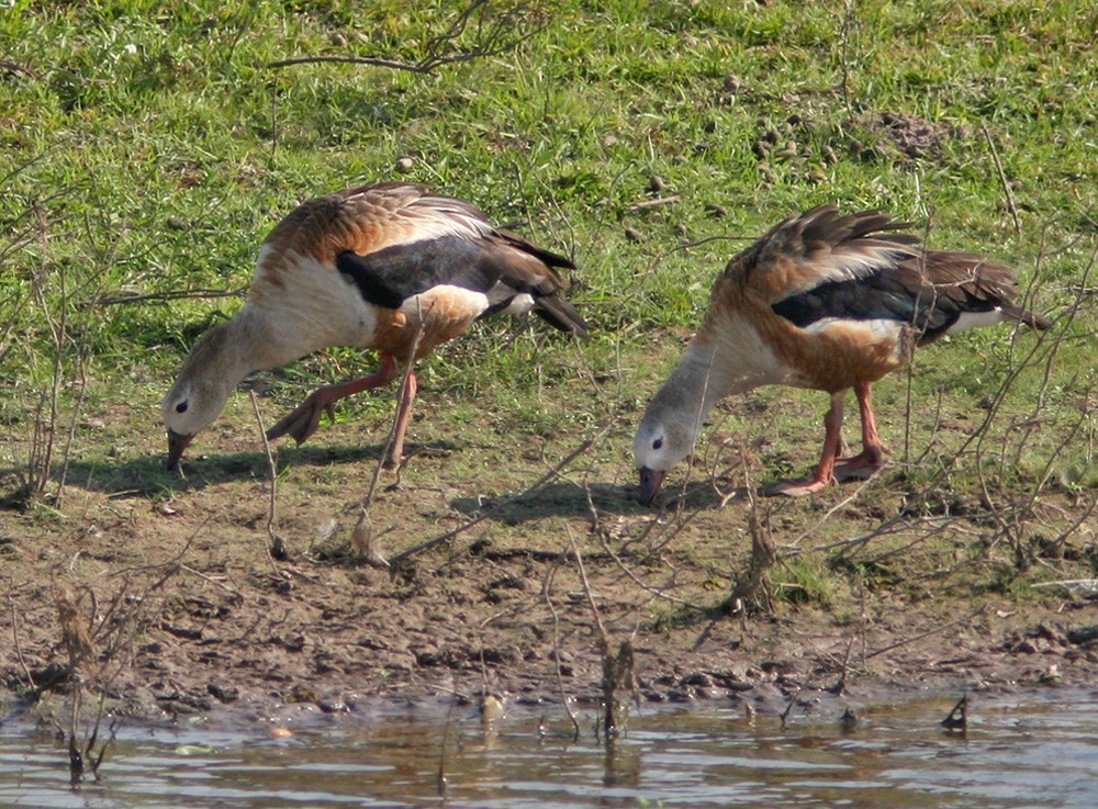 Neochen jubata (Neochen jubata)