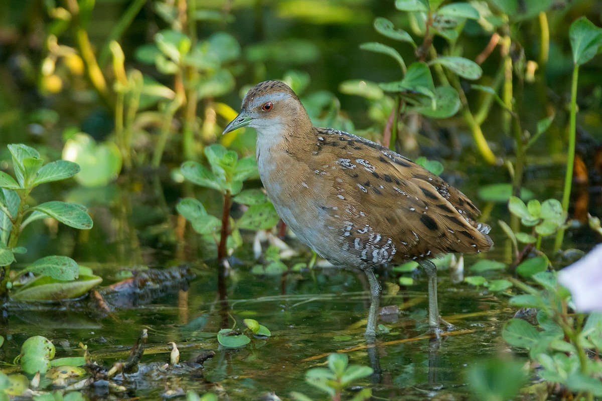 Baillon's Crake (Zapornia pusilla)