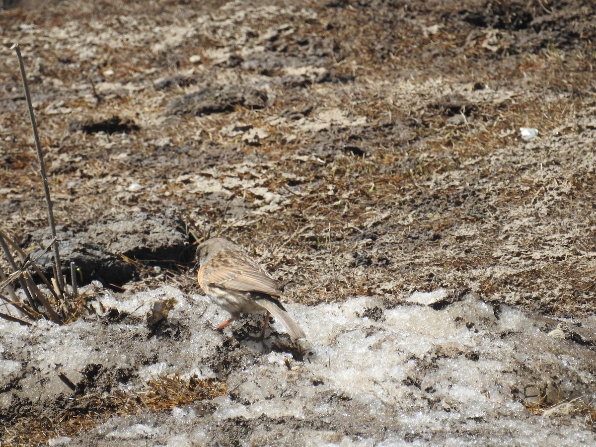 ムネアカイワヒバリ (Prunella rubeculoides)