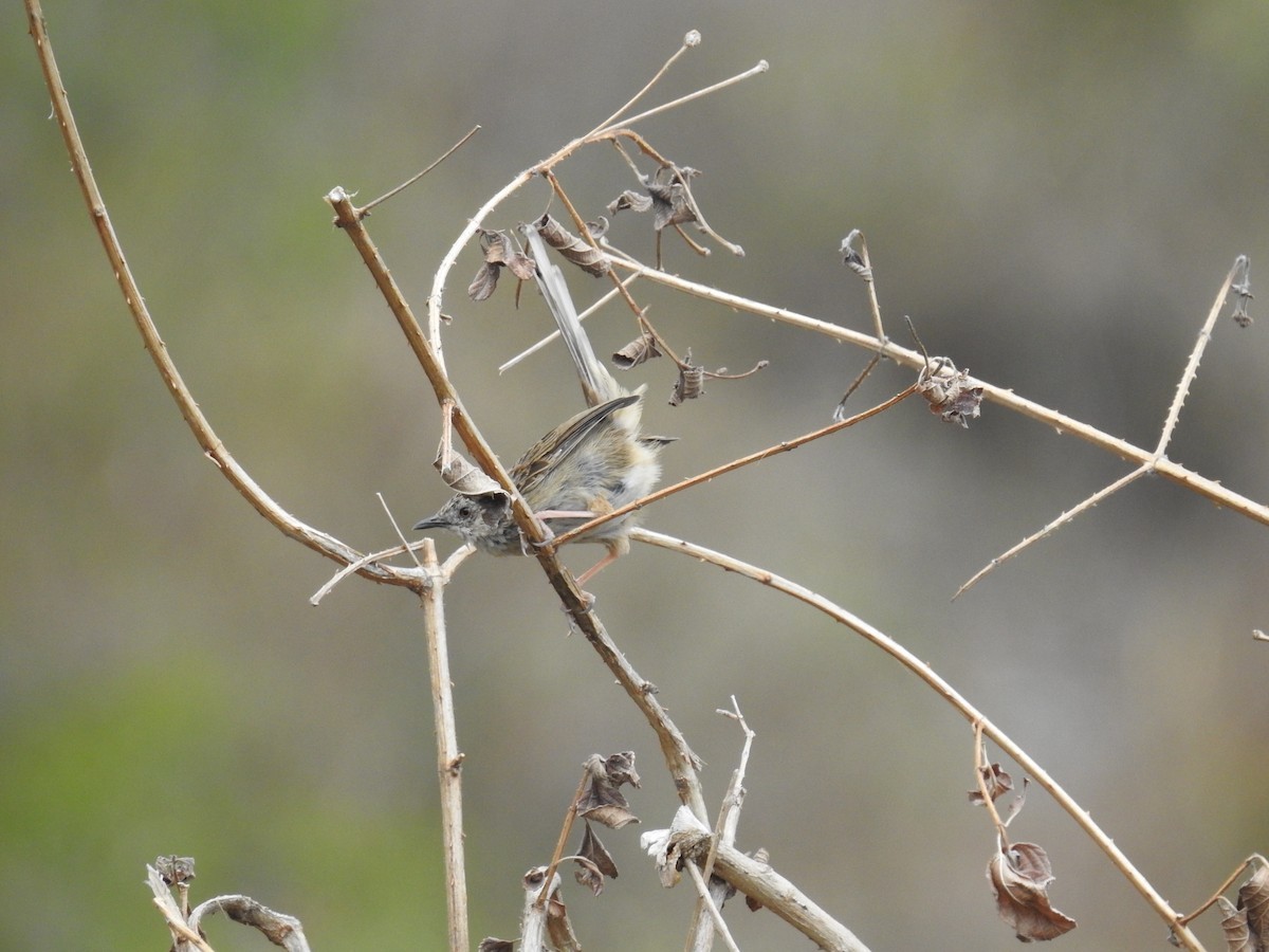 Himalayan Prinia (Prinia crinigera)