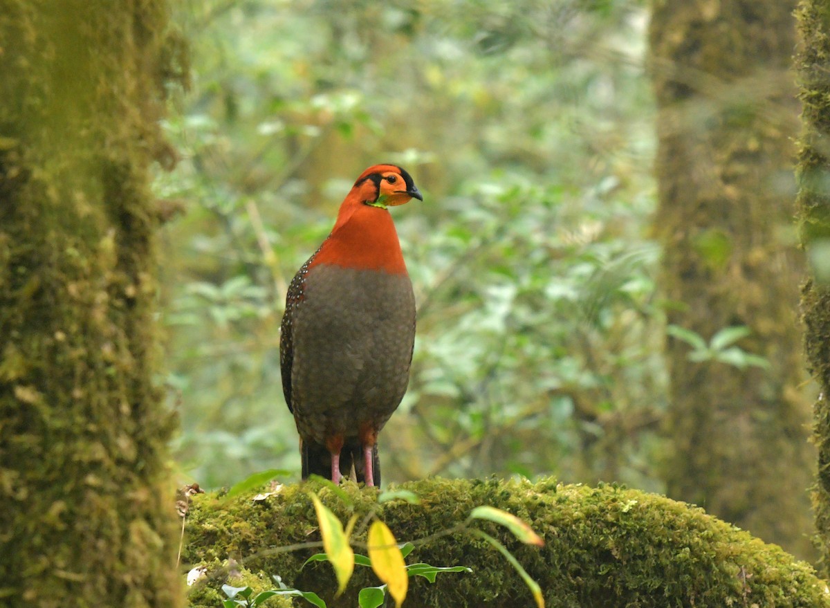 Серобрюхий трагопан (Tragopan blythii)