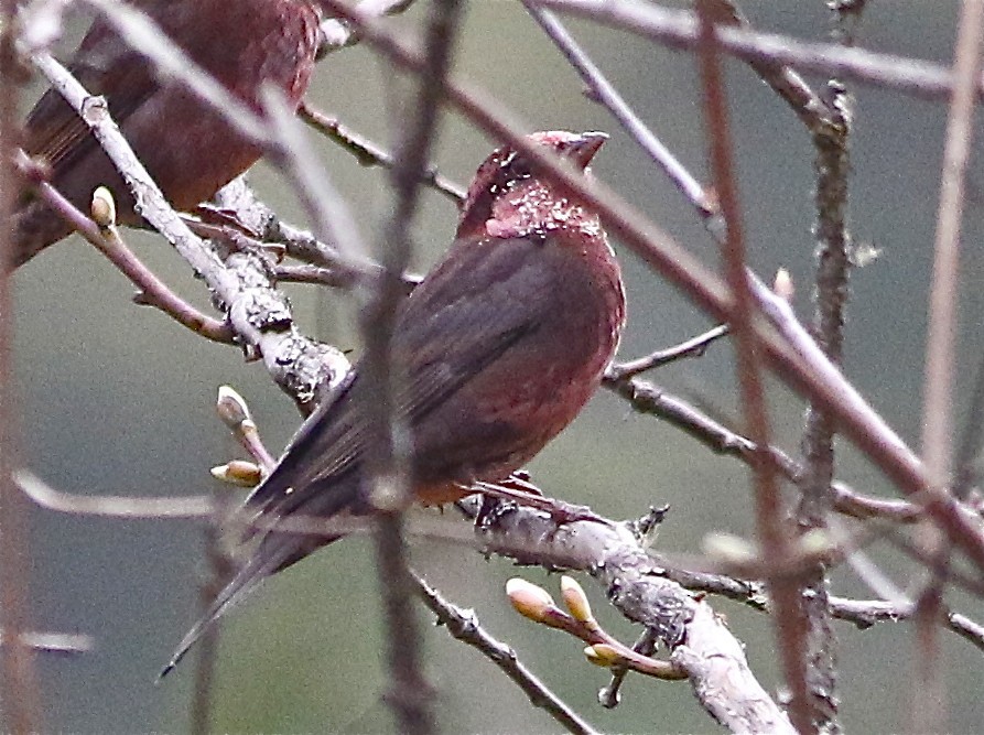 Dark-breasted Rosefinch (Procarduelis)