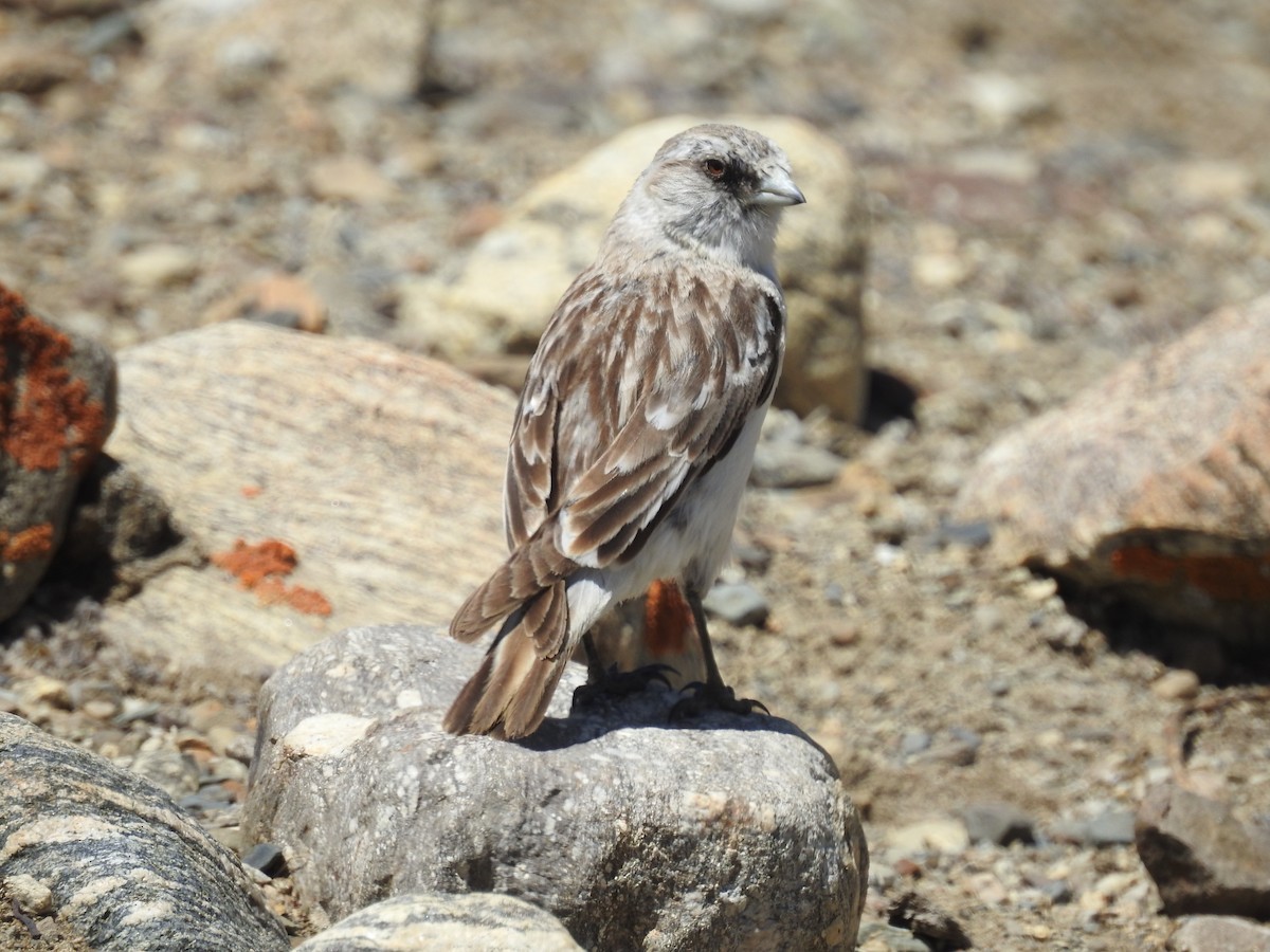 Weißbürzel-Erdsperling (Onychostruthus taczanowskii)