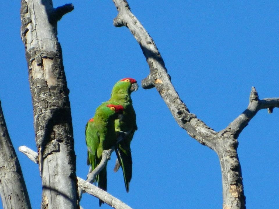 ハシブトインコ (Rhynchopsitta pachyrhyncha)